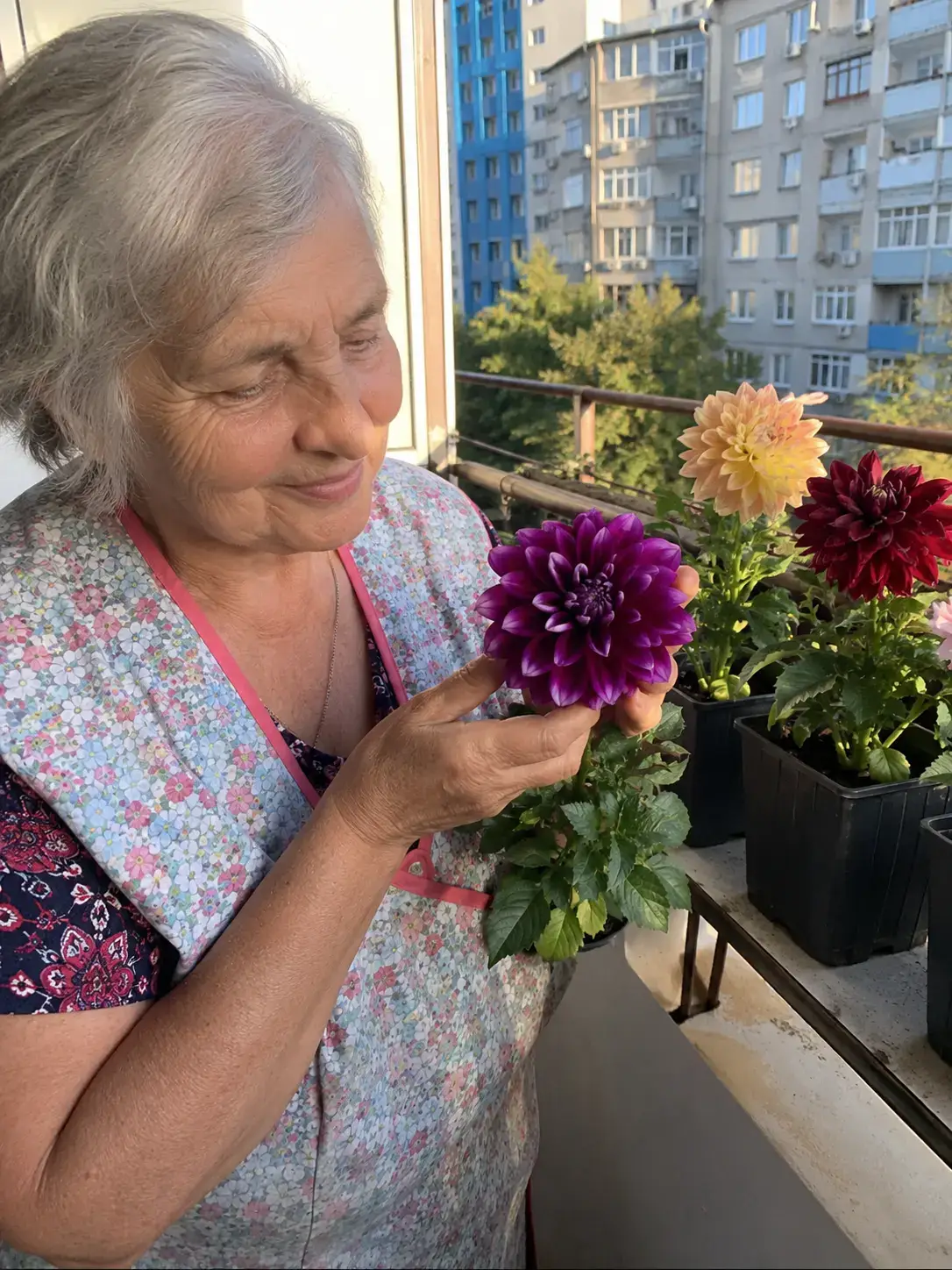 Шоколадна Зірка