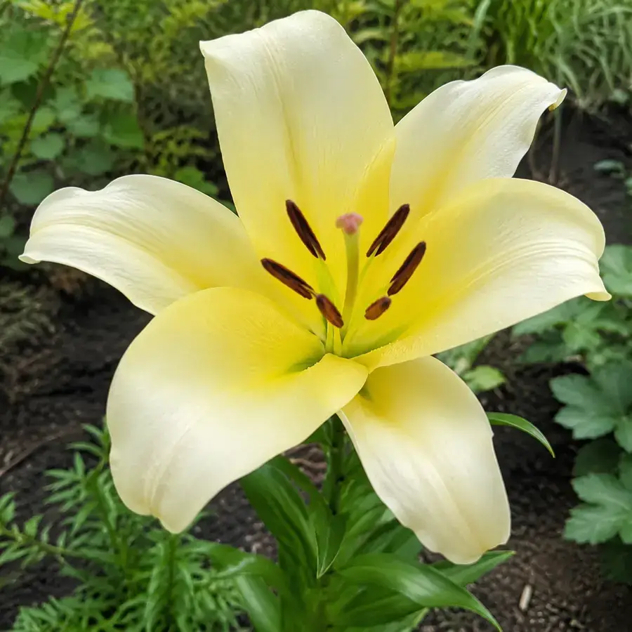 Кремово-лимонна лілія